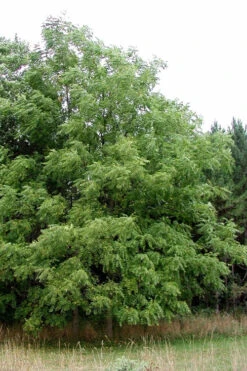 Black Walnut Tree (Juglans Nigra) - 3 Gallon Pot -Wilson Bros Gardens juglans nigra black walnut tree 2