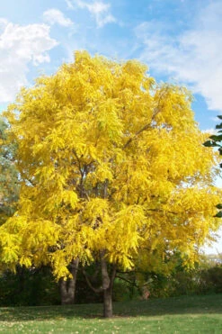 Black Walnut Tree (Juglans Nigra) - 3 Gallon Pot -Wilson Bros Gardens juglans nigra black walnut tree fall foliage 1