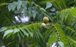 Black Walnut Tree (Juglans Nigra) - 3 Gallon Pot -Wilson Bros Gardens juglans nigra black walnut tree foliage 1