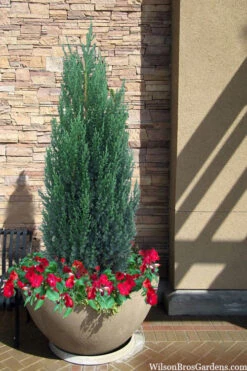 Blue Point Juniper - 7 Gallon Pot (4-5') 8 Blue Point Juniper - 7 Gallon Pot (4-5') -Wilson Bros Gardens juniper blue point 21 3