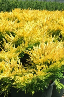 Limeglow Golden Andorra Compact Juniper - 1 Gallon Pot -Wilson Bros Gardens juniper horizontalis lime glow 22