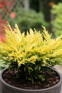 Limeglow Golden Andorra Compact Juniper - 1 Gallon Pot -Wilson Bros Gardens juniper horizontalis lime glow 23