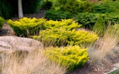 Limeglow Golden Andorra Compact Juniper - 1 Gallon Pot -Wilson Bros Gardens juniper horizontalis lime glow 24