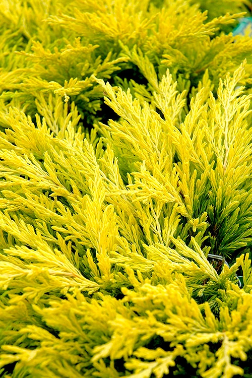 Limeglow Golden Andorra Compact Juniper - 3 Gallon Pot 1 Limeglow Golden Andorra Compact Juniper - 3 Gallon Pot