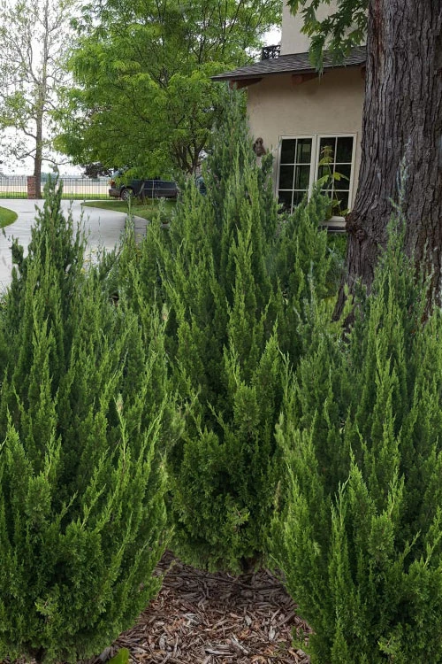 Idyllwild Juniper (Red Cedar) - 7 Gallon Pot (3-4') 1 Idyllwild Juniper (Red Cedar) - 7 Gallon Pot (3-4')