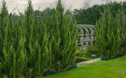 Idyllwild Juniper (Red Cedar) - 7 Gallon Pot (3-4') 7 Idyllwild Juniper (Red Cedar) - 7 Gallon Pot (3-4') -Wilson Bros Gardens juniper idyllwild 8