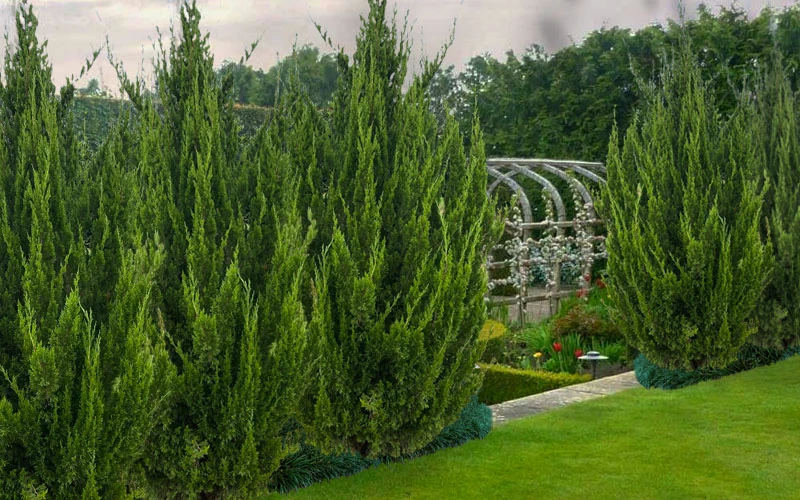 Idyllwild Juniper (Red Cedar) - 7 Gallon Pot (3-4') 4 Idyllwild Juniper (Red Cedar) - 7 Gallon Pot (3-4') - Image 4