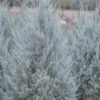 Moonglow Pyramidal Blue Juniper - 1 Gallon Pot
