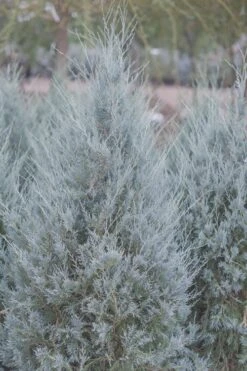 Moonglow Pyramidal Blue Juniper - 1 Gallon Pot