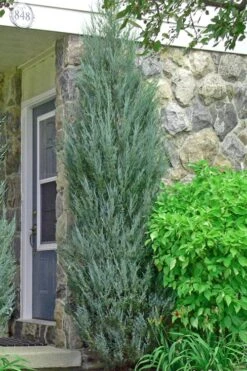 Skyrocket Columnar Juniper - 5 Gallon Pot -Wilson Bros Gardens juniper skyrocket 2 3