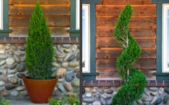 Spartan Juniper - 3 Gallon Pot -Wilson Bros Gardens juniper20spartan202