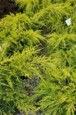Gold Lace Juniper - 3 Gallon Pot -Wilson Bros Gardens juniperus chinensis gold lace juniper 2