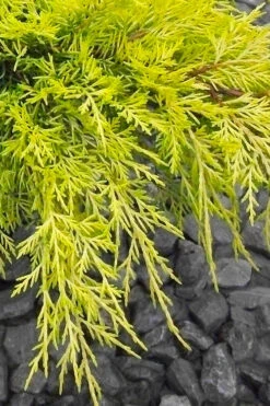 Gold Lace Juniper - 3 Gallon Pot -Wilson Bros Gardens juniperus chinensis gold lace juniper 3