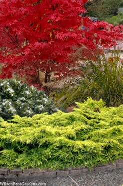 Gold Lace Juniper - 3 Gallon Pot