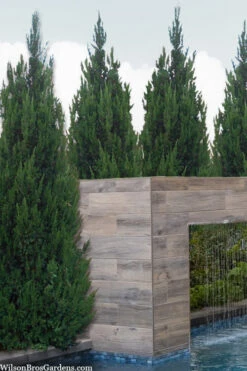 Spartan Juniper - 3 Gallon Pot -Wilson Bros Gardens juniperus chinensis spartan columnar juniper 20