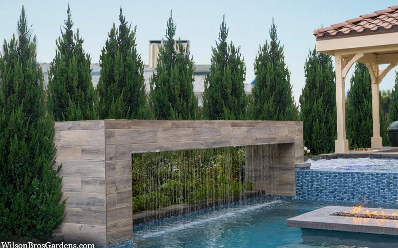 Spartan Juniper - 6 Pack Of 1 Gallon Pots 4 Spartan Juniper - 6 Pack Of 1 Gallon Pots - Image 4