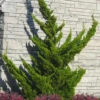 Hollywood Torulosa Juniper - 5 Gallon Pot