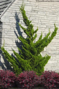 Hollywood Torulosa Juniper - 5 Gallon Pot