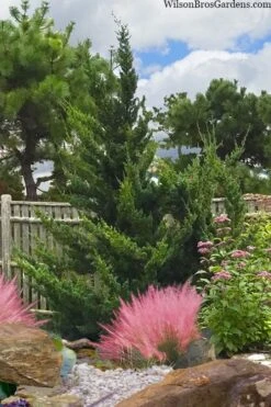 Hollywood Torulosa Juniper - 7 Gallon Pot (4-5') -Wilson Bros Gardens juniperus chinensis torulosa hollywood 101 1