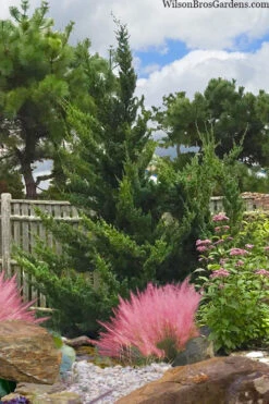 Hollywood Torulosa Juniper - 1 Gallon Pot 10 Hollywood Torulosa Juniper - 1 Gallon Pot -Wilson Bros Gardens juniperus chinensis torulosa hollywood 101 2