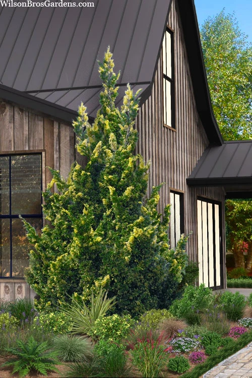 Variegated Hollywood Juniper - 1 Gallon Pot 1 Variegated Hollywood Juniper - 1 Gallon Pot