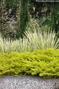 All Gold Golden Pacific Juniper - 6 Pack Of 1 Gallon Pots -Wilson Bros Gardens juniperus conferta all gold pacific shore juniper 20