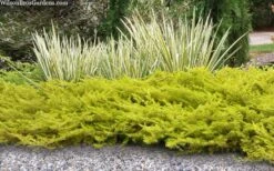 All Gold Golden Pacific Juniper - 6 Pack Of 1 Gallon Pots -Wilson Bros Gardens juniperus conferta all gold pacific shore juniper 21 2