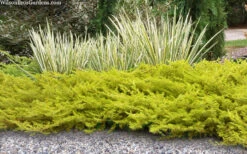 All Gold Golden Pacific Juniper - 3 Gallon Pot -Wilson Bros Gardens juniperus conferta all gold pacific shore juniper 21 3