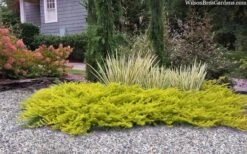 All Gold Golden Pacific Juniper - 1 Gallon Pot 10 All Gold Golden Pacific Juniper - 1 Gallon Pot -Wilson Bros Gardens juniperus conferta all gold pacific shore juniper 22 1