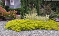 All Gold Golden Pacific Juniper - 2 Gallon Pot -Wilson Bros Gardens juniperus conferta all gold pacific shore juniper 22