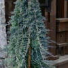 Blue Rug Juniper Tree Form Topiary - 7 Gallon Pot