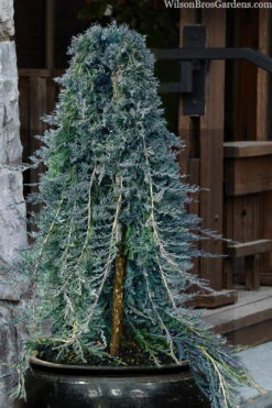 Blue Rug Juniper Tree Form Topiary - 7 Gallon Pot