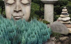 Blue Forest Juniper - 3 Gallon Pot 7 Blue Forest Juniper - 3 Gallon Pot -Wilson Bros Gardens juniperus sabina blue forest juniper 1