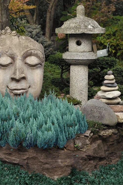 Blue Forest Juniper - 3 Gallon Pot 1 Blue Forest Juniper - 3 Gallon Pot