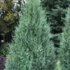 Medora Rocky Mountain Juniper - 1 Gallon Pot