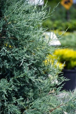 Medora Rocky Mountain Juniper - 1 Gallon Pot -Wilson Bros Gardens juniperus scopulorum medora juniper 5