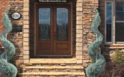 Moonglow Juniper Spiral Topiary - 5 Gallon Pot -Wilson Bros Gardens juniperus scopulorum moonglow juniper spiral topiary 6