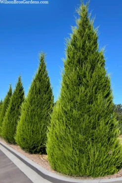 Brodie Eastern Red Cedar - 7 Gallon Pot (4-5')