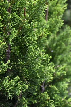 Brodie Eastern Red Cedar - 7 Gallon Pot (4-5') -Wilson Bros Gardens juniperus virginiana brodie eastern red cedar 3
