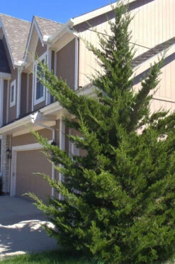 Canaertii Juniper (Red Cedar) - 7 Gallon Pot (5-6')