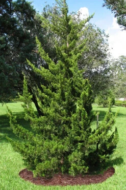 Canaertii Juniper (Red Cedar) - 7 Gallon Pot (3-4') -Wilson Bros Gardens juniperus virginiana canaertii eatern red cedar 2 1