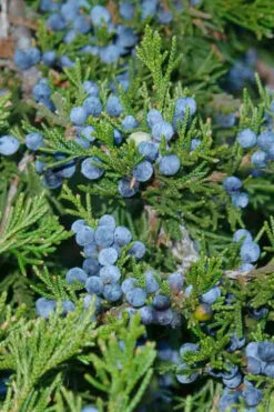 Canaertii Juniper (Red Cedar) - 7 Gallon Pot (4-5') -Wilson Bros Gardens juniperus virginiana canaertii eatern red cedar 4