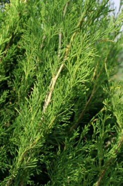 Emerald Feather Juniper - 2 Gallon Pot (2-3') -Wilson Bros Gardens juniperus virginiana emerald feather juniper 2