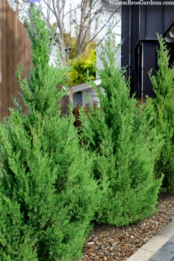 Emerald Feather Juniper - 2 Gallon Pot (2-3') -Wilson Bros Gardens juniperus virginiana emerald feather juniper 5