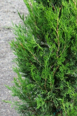 Emerald Feather Juniper - 2 Gallon Pot (2-3') -Wilson Bros Gardens juniperus virginiana emerald feather juniper 6