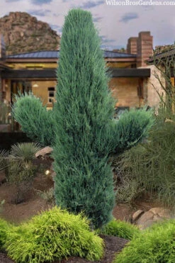 Skyrocket Columnar Juniper - 2 Gallon Pot -Wilson Bros Gardens juniperus virginiana skyrocket 12 2