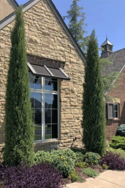 Taylor Juniper (Columnar Eastern Red Cedar) - 6 Pack Of 1 Gallon Pots 10 Taylor Juniper (Columnar Eastern Red Cedar) - 6 Pack Of 1 Gallon Pots -Wilson Bros Gardens juniperus virginiana taylor juniper 1 1