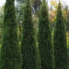 Taylor Juniper (Columnar Eastern Red Cedar) - 6 Pack Of 1 Gallon Pots