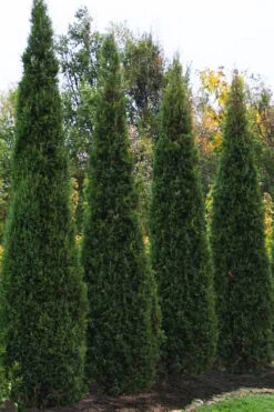 Taylor Juniper (Columnar Eastern Red Cedar) - 2 Gallon Pot