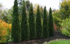Taylor Juniper (Columnar Eastern Red Cedar) - 6 Pack Of 1 Gallon Pots 9 Taylor Juniper (Columnar Eastern Red Cedar) - 6 Pack Of 1 Gallon Pots -Wilson Bros Gardens juniperus virginiana taylor juniper 8 1